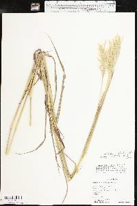 Bothriochloa barbinodis image