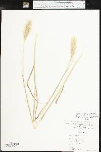 Bothriochloa laguroides image