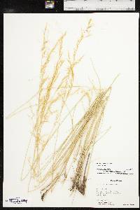 Aristida purpurea var. purpurea image