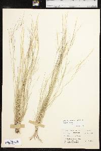 Aristida purpurea var. purpurea image