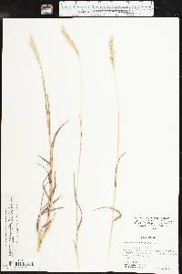 Bothriochloa laguroides image