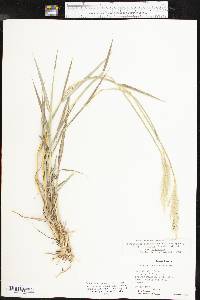 Bothriochloa laguroides image