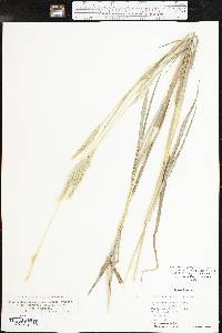 Bothriochloa laguroides image