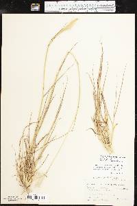 Bothriochloa springfieldii image