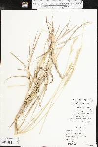 Bothriochloa laguroides subsp. torreyana image