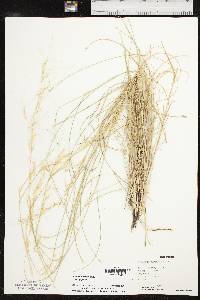 Aristida purpurea var. purpurea image