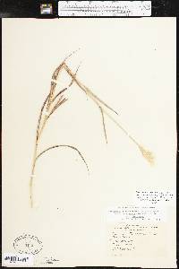 Bothriochloa laguroides image