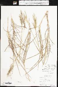 Bothriochloa bladhii image