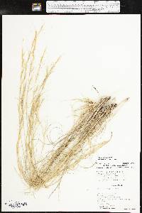 Aristida purpurea var. wrightii image