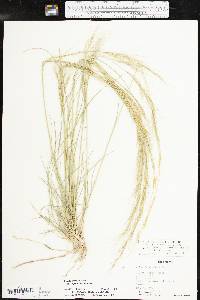 Aristida purpurea var. wrightii image