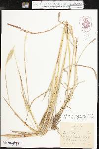 Bothriochloa laguroides image