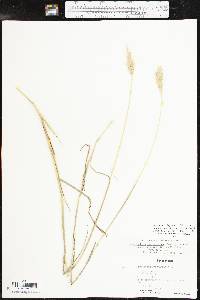 Bothriochloa laguroides image