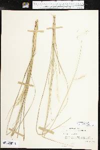 Aristida lanosa image