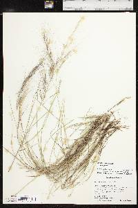 Aristida purpurea var. purpurea image