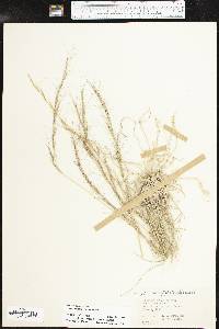 Aristida purpurea var. wrightii image