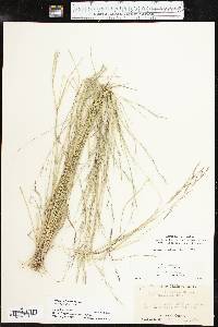 Aristida dichotoma var. curtissii image