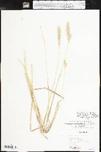 Bothriochloa laguroides subsp. torreyana image