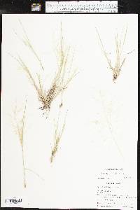 Aristida havardii image