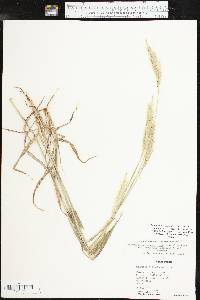 Bothriochloa laguroides image