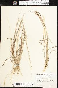 Bothriochloa laguroides image