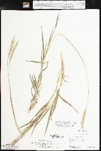 Bothriochloa laguroides image