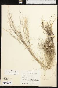 Aristida purpurea var. purpurea image