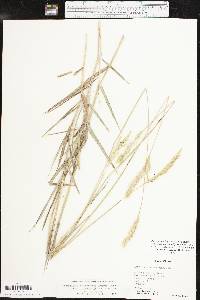 Bothriochloa laguroides image