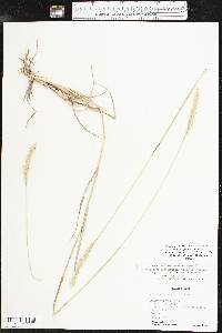 Bothriochloa laguroides image