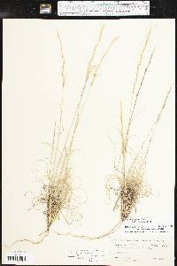 Aristida purpurea var. nealleyi image