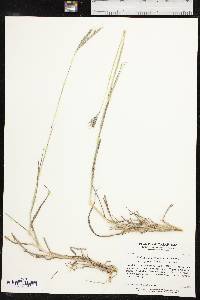 Bothriochloa ischaemum image