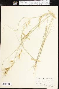 Aristida desmantha image