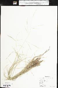 Aristida divaricata image