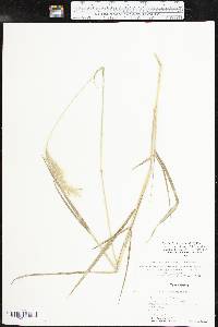 Bothriochloa laguroides image