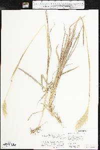 Bothriochloa barbinodis image