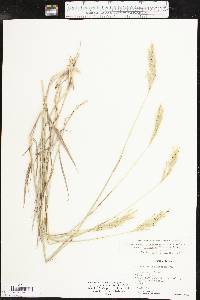 Bothriochloa laguroides image