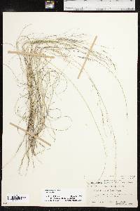 Aristida purpurea var. purpurea image