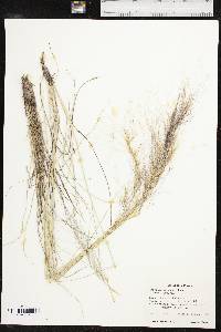 Aristida purpurea var. purpurea image