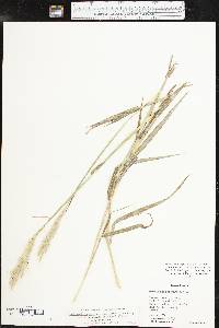 Bothriochloa laguroides image