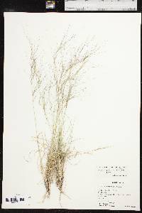 Aristida purpurea var. purpurea image