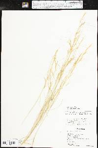 Aristida purpurea var. wrightii image