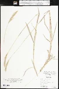 Bothriochloa laguroides subsp. torreyana image