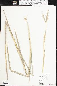 Andropogon hallii image