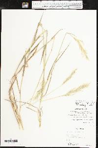 Bothriochloa laguroides image