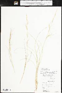 Aristida purpurea var. wrightii image