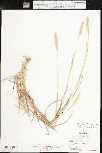 Bothriochloa laguroides image