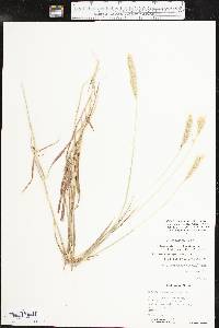 Bothriochloa laguroides subsp. torreyana image