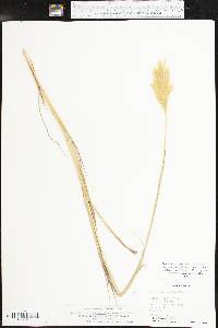 Bothriochloa laguroides image