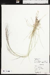 Aristida purpurea var. purpurea image