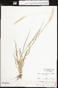 Bothriochloa laguroides image