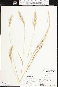 Bothriochloa laguroides image